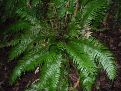 Blechnum norfolkianum. Mature plant with a rosette of sterile fronds, surrounding shorter fertile fronds in the centre.
 Image: L.R. Perrie © Leon Perrie CC BY-NC 3.0 NZ